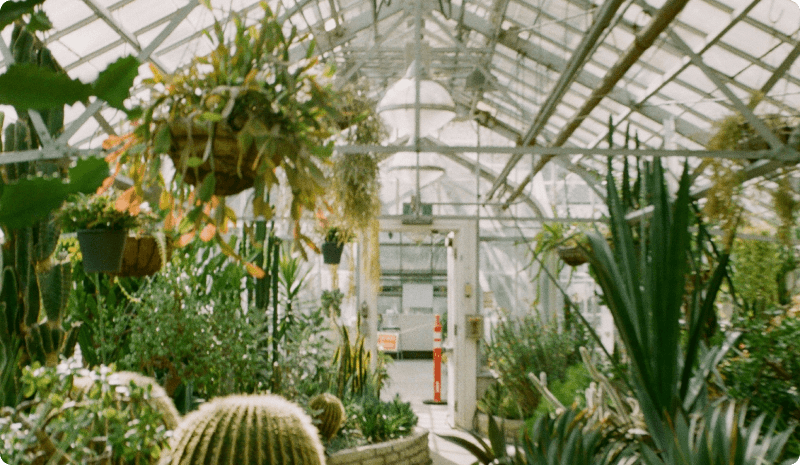 5 Common Houseplant Mistakes to Avoid
